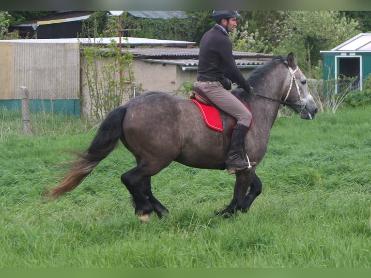 Altre razze Castrone 5 Anni 153 cm Grigio pezzato in Buttstädt