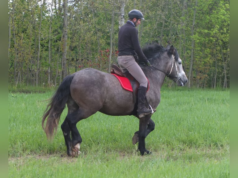 Altre razze Castrone 5 Anni 153 cm Grigio pezzato in Buttstädt