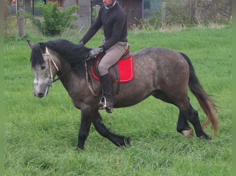 Altre razze Castrone 5 Anni 153 cm Grigio pezzato in Buttstädt