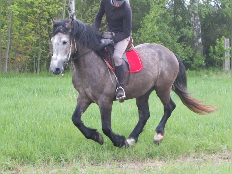 Altre razze Castrone 5 Anni 153 cm Grigio pezzato in Buttstädt