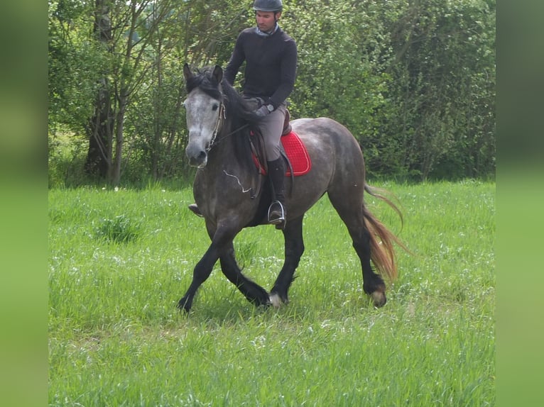 Altre razze Castrone 5 Anni 153 cm Grigio pezzato in Buttstädt