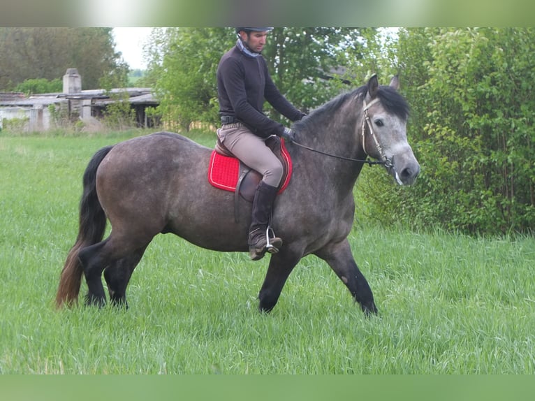 Altre razze Castrone 5 Anni 153 cm Grigio pezzato in Buttstädt