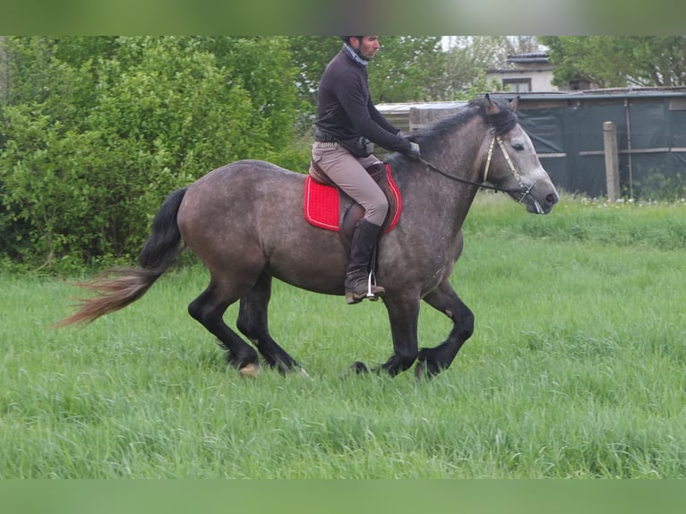 Altre razze Castrone 5 Anni 153 cm Grigio pezzato in Buttstädt