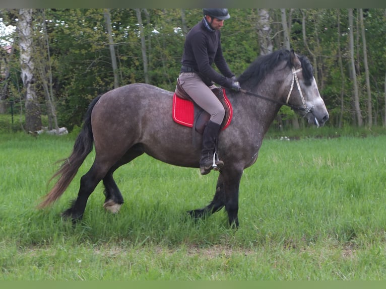 Altre razze Castrone 5 Anni 153 cm Grigio pezzato in Buttstädt