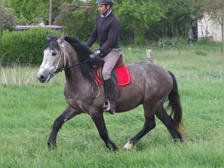 Altre razze Castrone 5 Anni 153 cm Grigio pezzato in Buttstädt