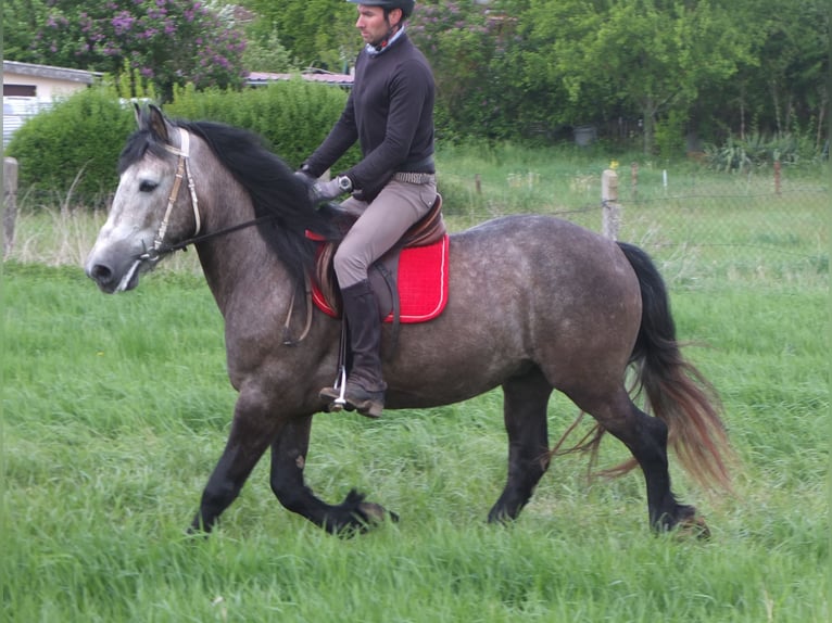 Altre razze Castrone 5 Anni 153 cm Grigio pezzato in Buttstädt