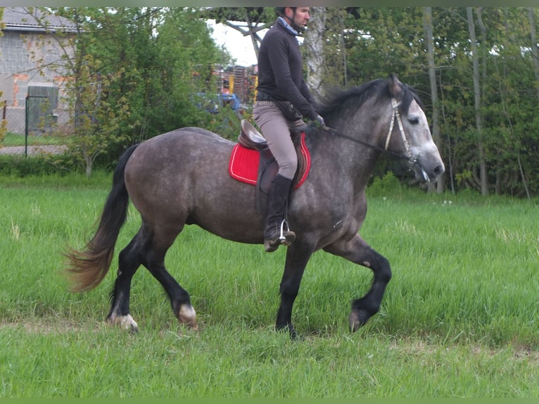 Altre razze Castrone 5 Anni 153 cm Grigio pezzato in Buttstädt