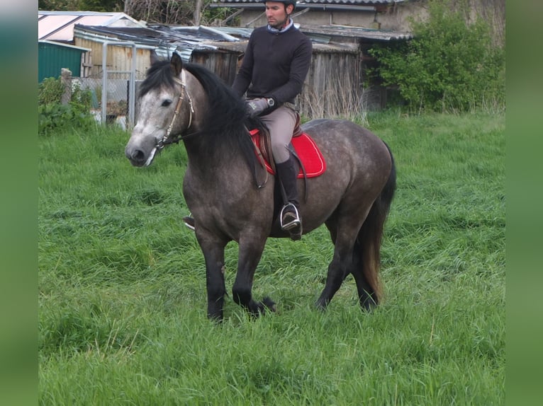 Altre razze Castrone 5 Anni 153 cm Grigio pezzato in Buttstädt