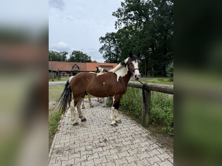 Altre razze Castrone 5 Anni 153 cm Pezzato in Berlin