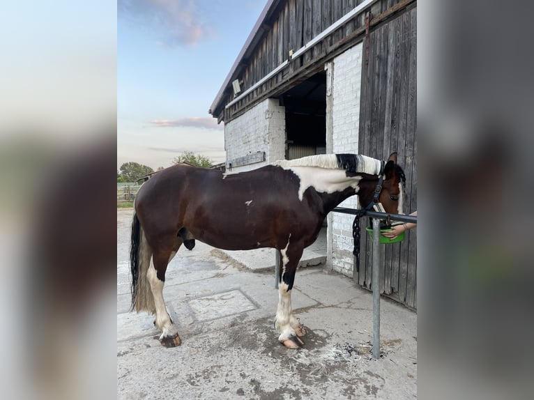 Altre razze Castrone 5 Anni 153 cm Pezzato in Berlin