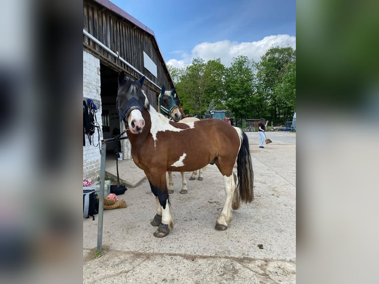 Altre razze Castrone 5 Anni 153 cm Pezzato in Berlin