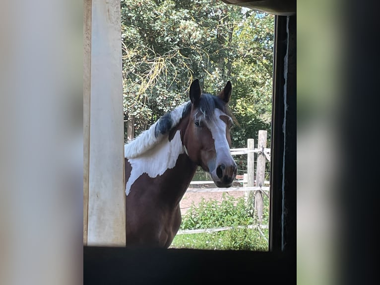 Altre razze Castrone 5 Anni 153 cm Pezzato in Berlin