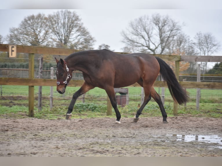 Altre razze Castrone 5 Anni 156 cm Baio in Achtmaal