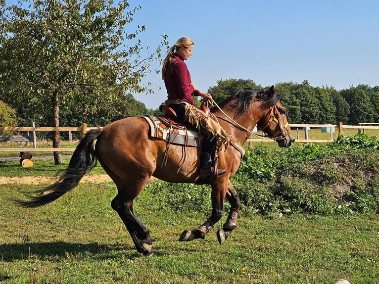 Altre razze Castrone 5 Anni 156 cm Baio in Linkenbach