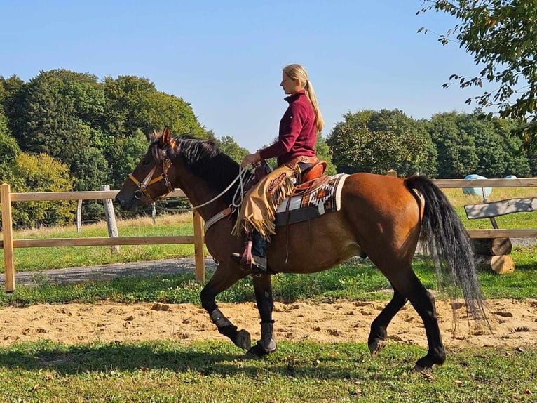 Altre razze Castrone 5 Anni 156 cm Baio in Linkenbach