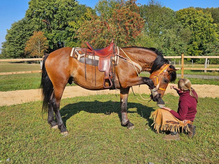 Altre razze Castrone 5 Anni 156 cm Baio in Linkenbach