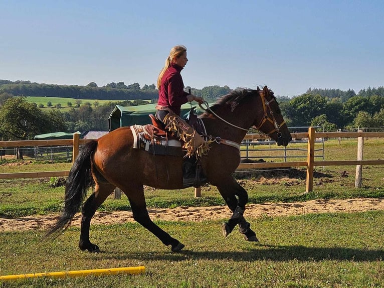 Altre razze Castrone 5 Anni 156 cm Baio in Linkenbach