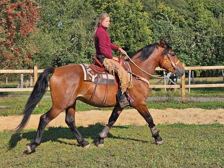 Altre razze Castrone 5 Anni 156 cm Baio in Linkenbach