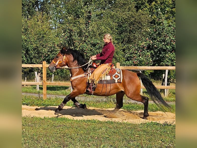 Altre razze Castrone 5 Anni 156 cm Baio in Linkenbach