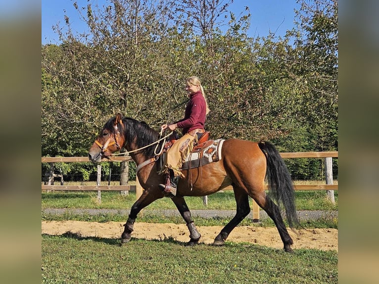 Altre razze Castrone 5 Anni 156 cm Baio in Linkenbach