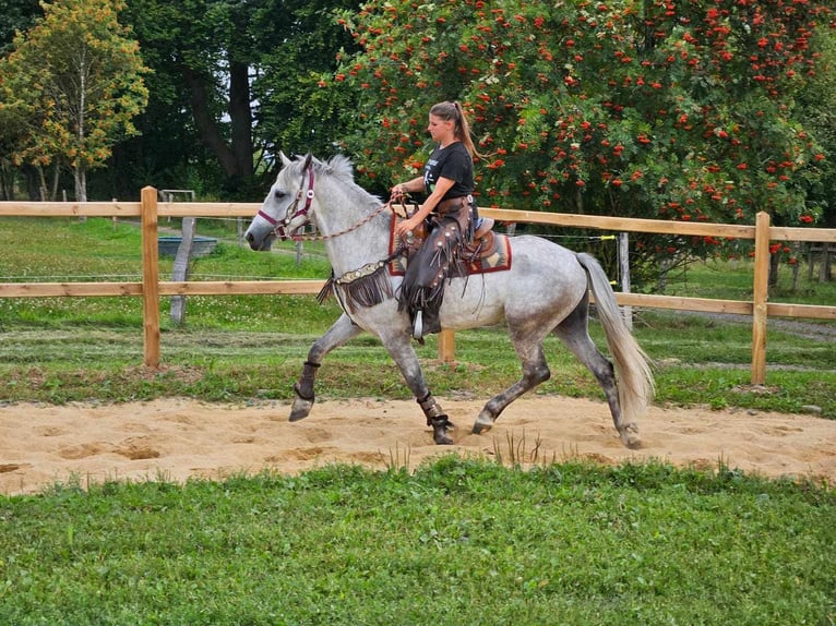 Altre razze Castrone 5 Anni 156 cm Grigio in Linkenbach