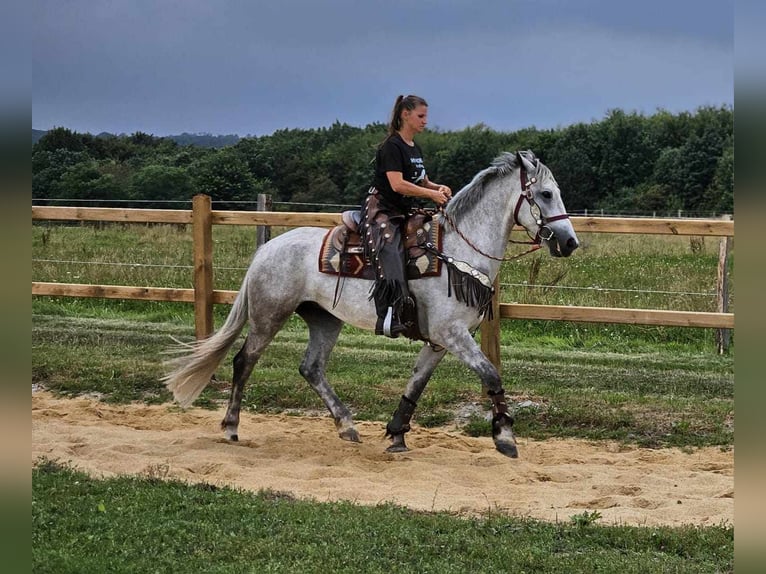 Altre razze Castrone 5 Anni 156 cm Grigio in Linkenbach