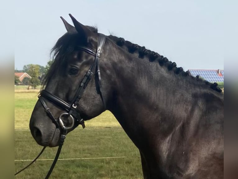 Altre razze Castrone 5 Anni 156 cm Morello in Hopsten