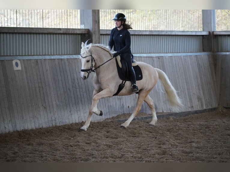 Altre razze Castrone 5 Anni 156 cm Palomino in Nettersheim