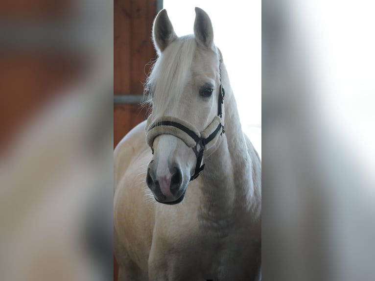 Altre razze Castrone 5 Anni 156 cm Palomino in Nettersheim