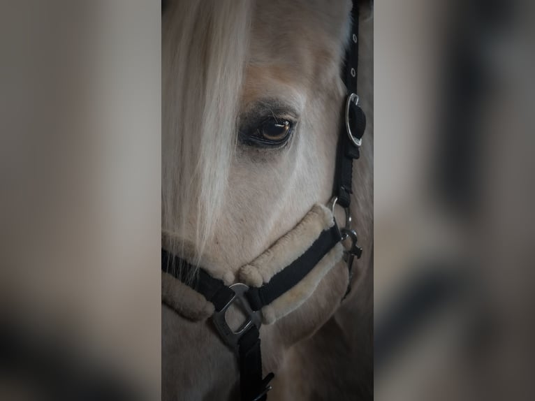 Altre razze Castrone 5 Anni 156 cm Palomino in Nettersheim