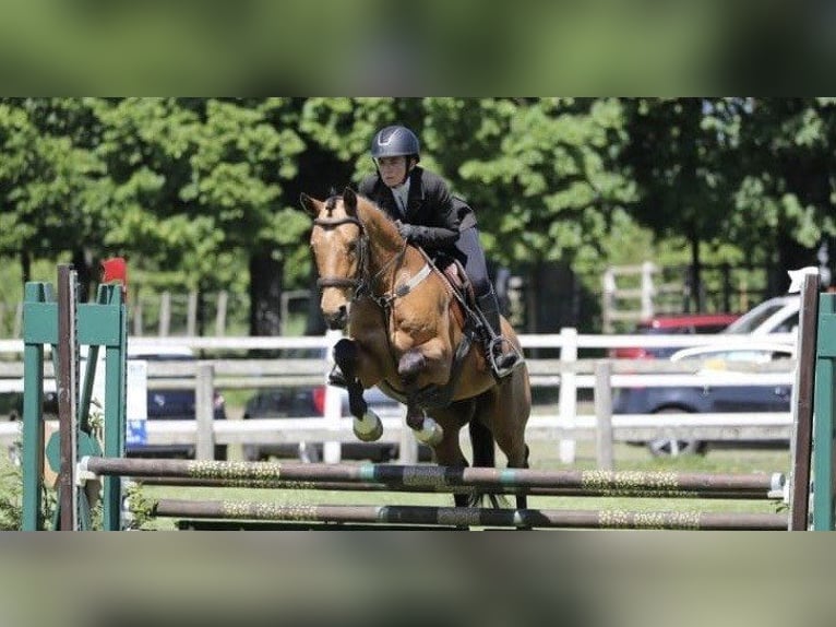 Altre razze Castrone 5 Anni 157 cm Falbo in Saint-Martin-du-Manoir