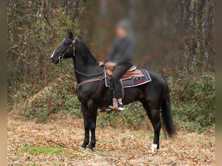 Altre razze Castrone 5 Anni 157 cm Morello in Kirkwood
