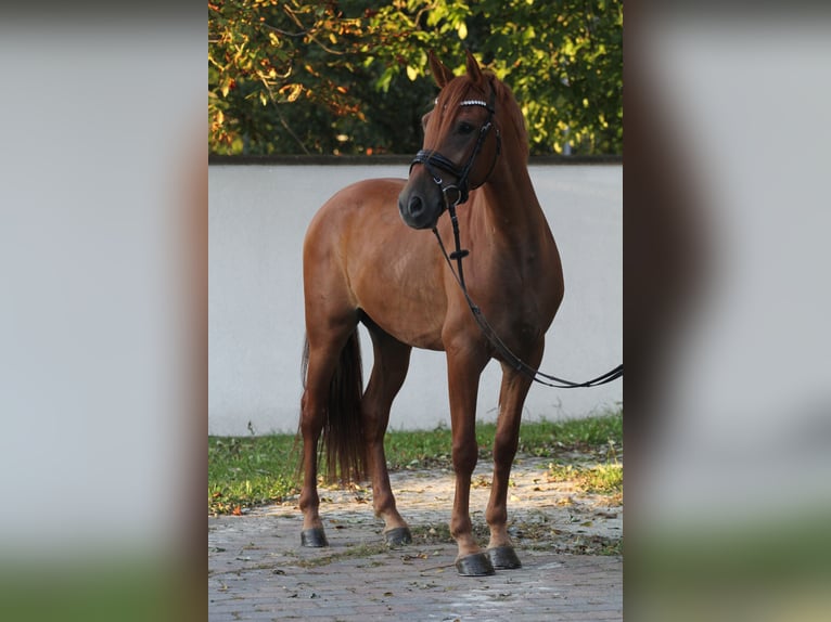 Altre razze Castrone 5 Anni 157 cm Sauro in Schwäbisch Gmünd