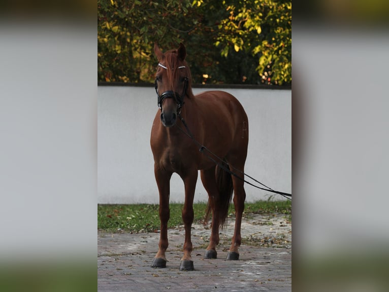 Altre razze Castrone 5 Anni 157 cm Sauro in Schwäbisch Gmünd