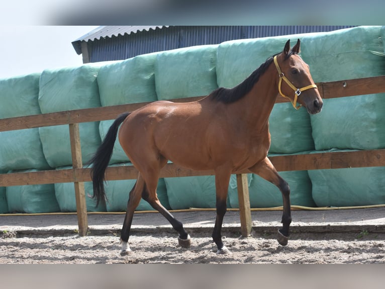 Altre razze Castrone 5 Anni 158 cm Baio in Achtmaal