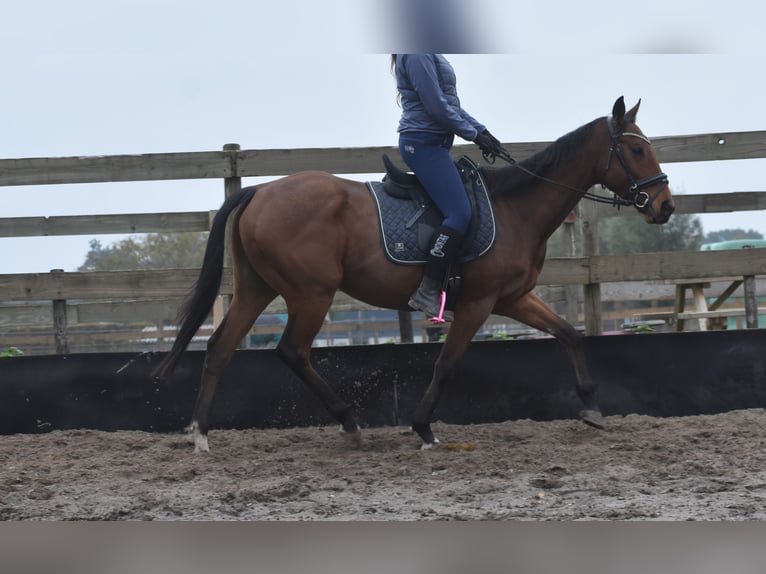 Altre razze Castrone 5 Anni 158 cm Baio in Achtmaal