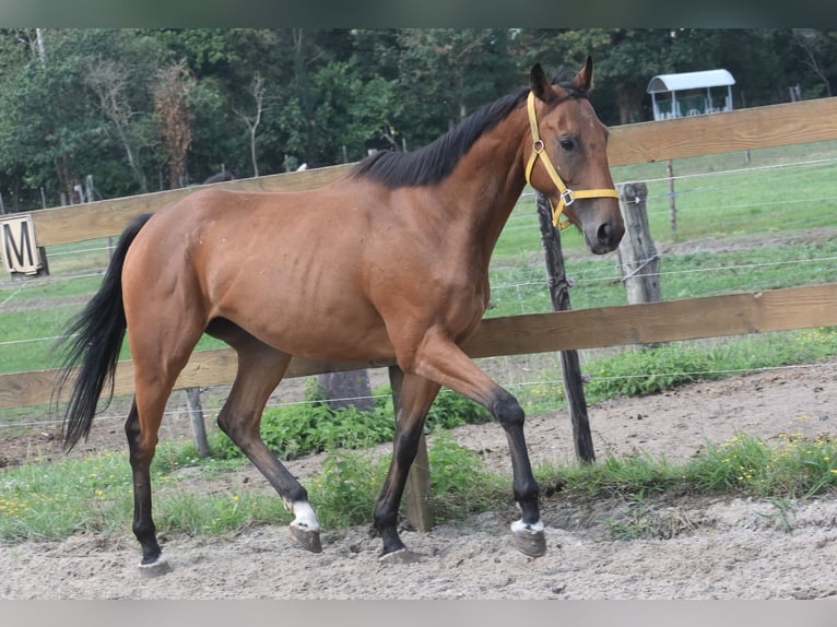 Altre razze Castrone 5 Anni 158 cm Baio in Achtmaal