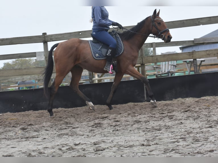Altre razze Castrone 5 Anni 158 cm Baio in Achtmaal