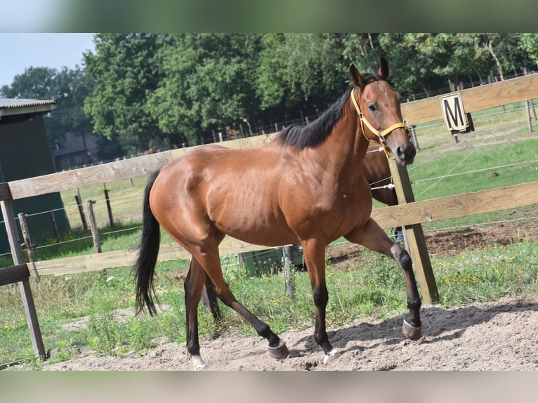 Altre razze Castrone 5 Anni 158 cm Baio in Achtmaal