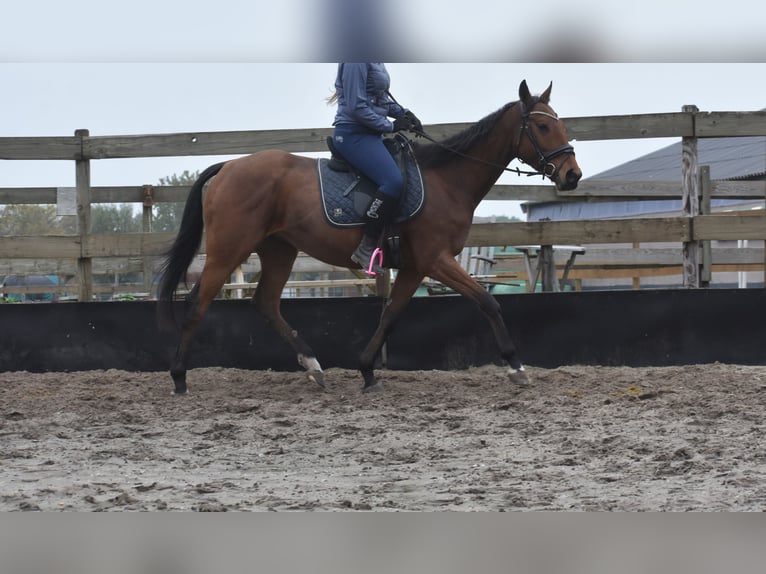 Altre razze Castrone 5 Anni 158 cm Baio in Achtmaal