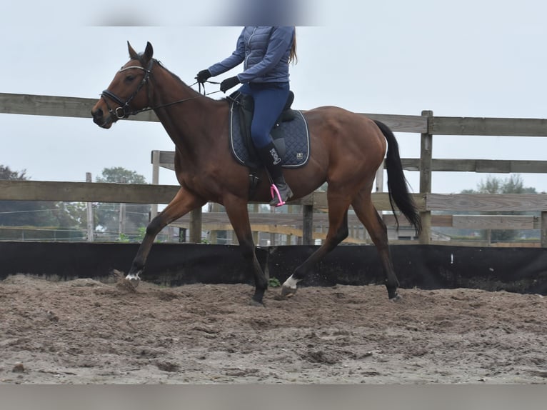 Altre razze Castrone 5 Anni 158 cm Baio in Achtmaal