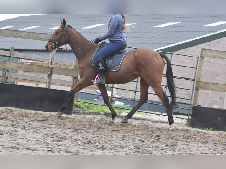 Altre razze Castrone 5 Anni 158 cm Baio in Achtmaal