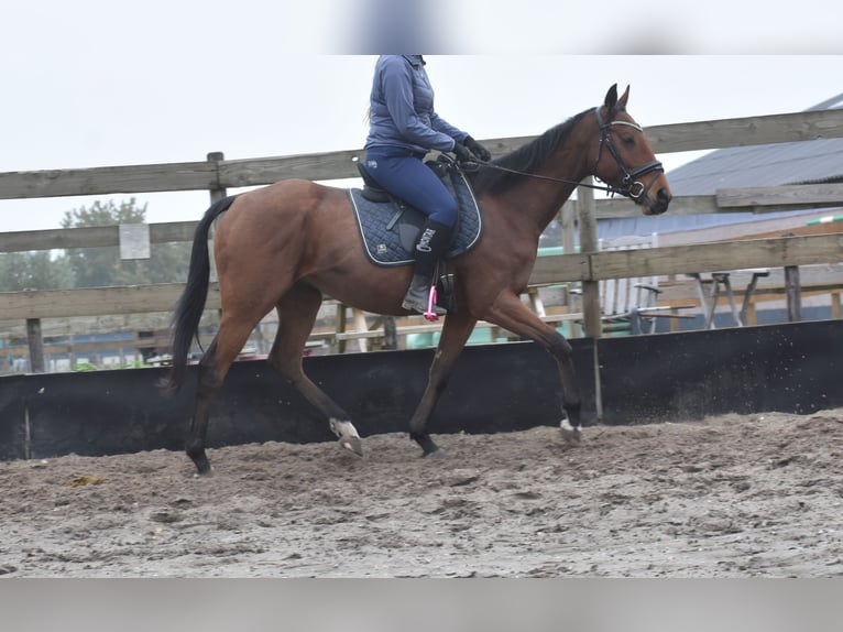 Altre razze Castrone 5 Anni 158 cm Baio in Achtmaal