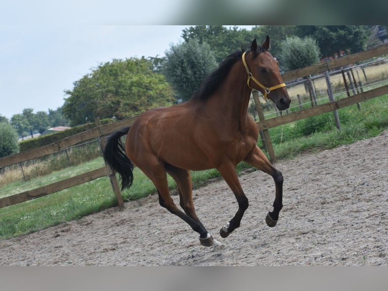 Altre razze Castrone 5 Anni 158 cm Baio in Achtmaal