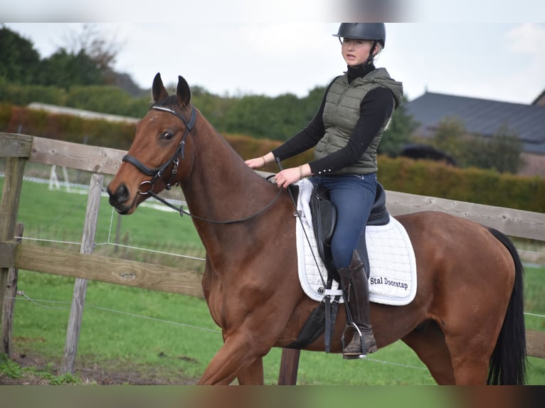 Altre razze Castrone 5 Anni 158 cm Baio in Achtmaal Altre razze Castrone 5 Anni 158 cm Baio in Achtmaal