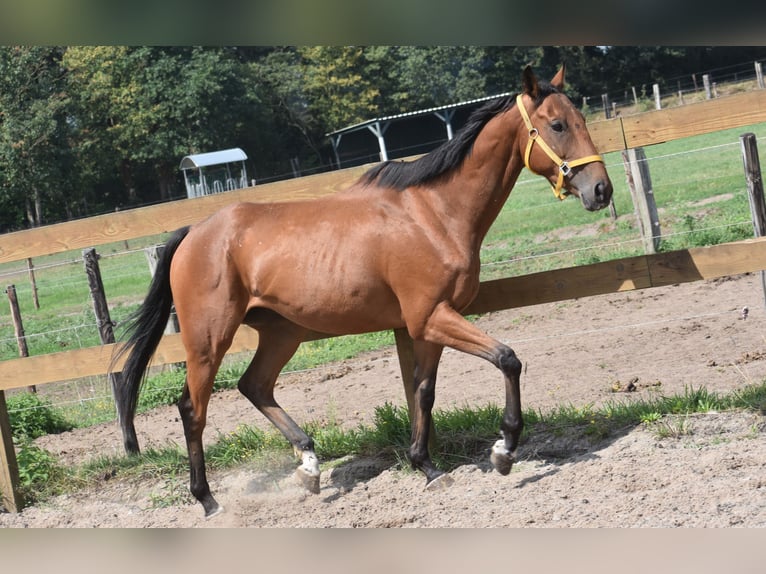 Altre razze Castrone 5 Anni 158 cm Baio in Achtmaal