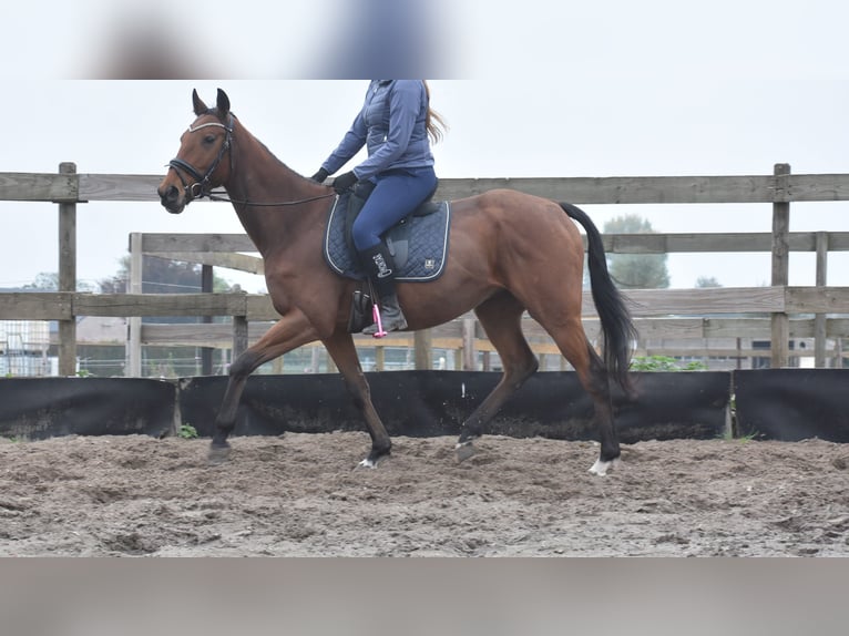 Altre razze Castrone 5 Anni 158 cm Baio in Achtmaal