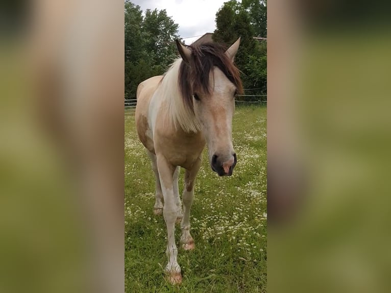 Altre razze Castrone 5 Anni 158 cm Pelle di daino in Schönwölkau