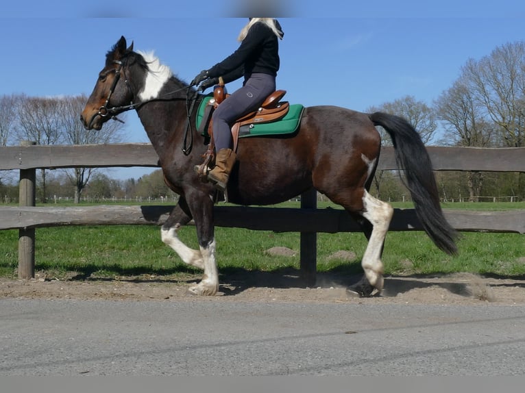 Altre razze Castrone 5 Anni 158 cm Pezzato in Lathen