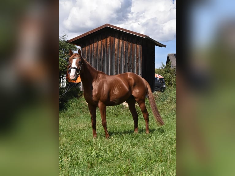 Altre razze Castrone 5 Anni 158 cm Sauro in Arnstorf